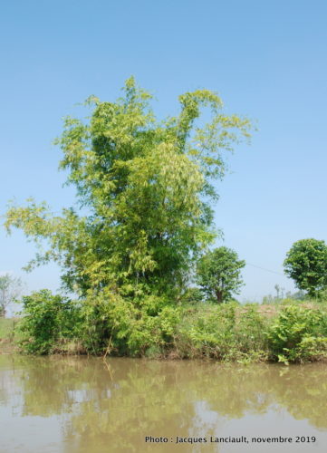 Tân Châu, Vietnam