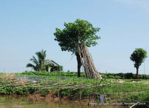 Tân Châu, Vietnam