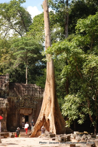 Temple Ta Prohm, Angkor Thom, Siem Reap, Cambodge