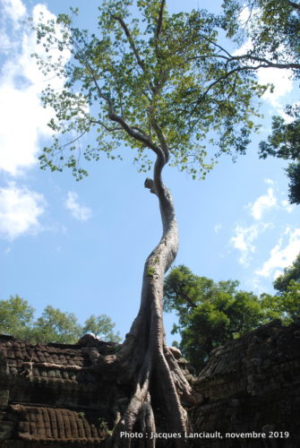 Temple Ta Prohm, Angkor Thom, Siem Reap, Cambodge