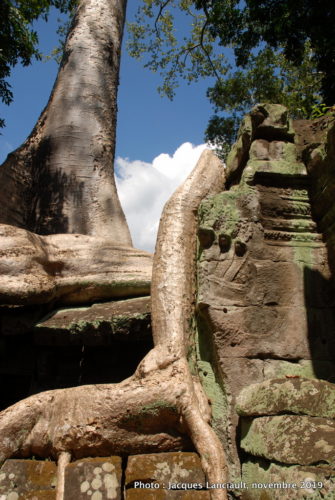 Temple Ta Prohm, Angkor Thom, Siem Reap, Cambodge