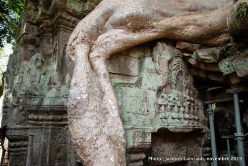 Temple Ta Prohm, Angkor Thom, Siem Reap, Cambodge