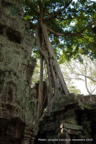 Temple Ta Prohm, Angkor Thom, Siem Reap, Cambodge