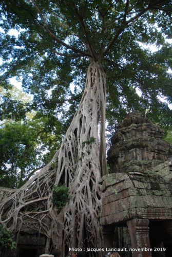 Temple Ta Prohm, Angkor Thom, Siem Reap, Cambodge