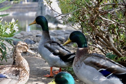 Parque Arroyo de la Represa, Marbella, Andalousie, Espagne