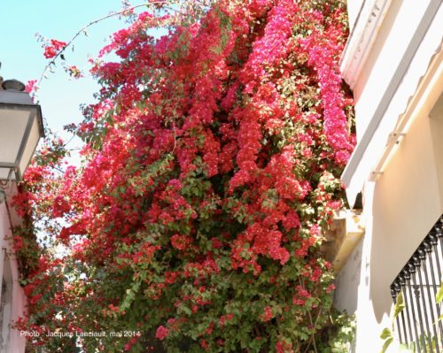 Marbella, Andalousie, Espagne