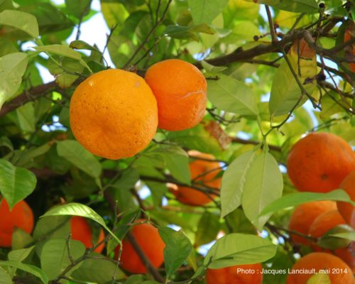 Café Dulces, Órgiva, Las Alpujarras, Andalousie, Espagne