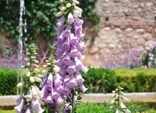Palacio del Generalife, Alhambra, Grenade, Andalousie, Espagne
