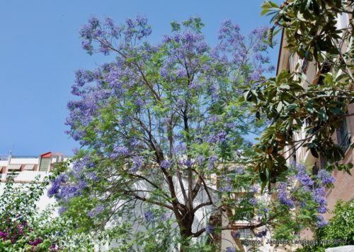 Jacarandas, Cordoue, Andalousie, Espagne