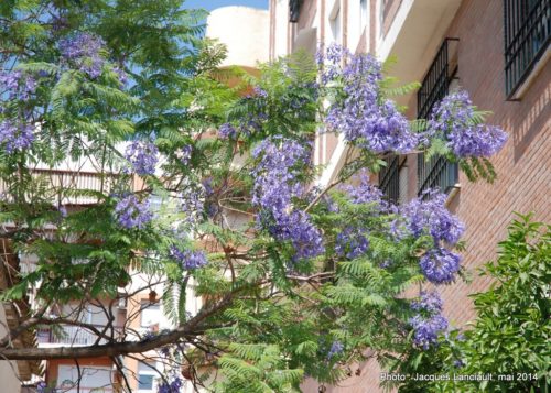 Jacarandas, Cordoue, Andalousie, Espagne