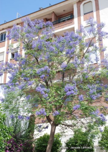 Jacarandas, Cordoue, Andalousie, Espagne
