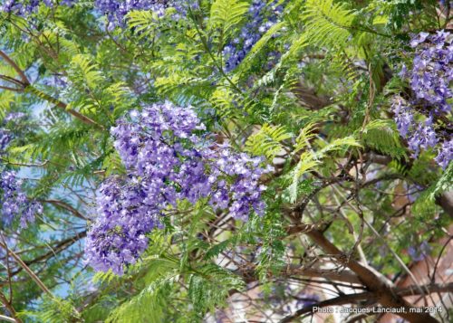 Jacarandas, Cordoue, Andalousie, Espagne