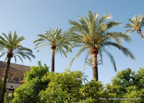 Mezquita-Catedral de Córdoba, Cordoue, Andalousie, Espagne