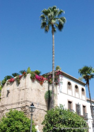 Cordoue, Andalousie, Espagne