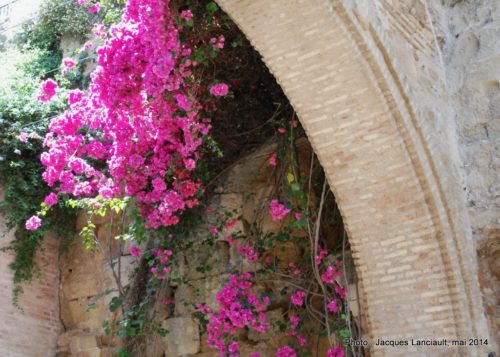Calle de San Fernando, Cordoue, Andalousie, Espagne