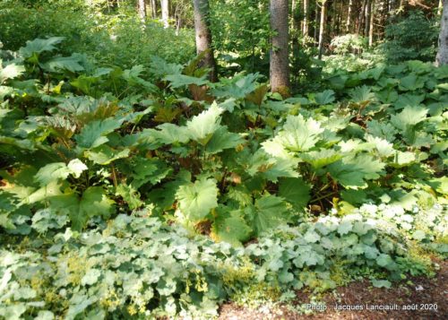 Jardin de François, Saint-Sauveur, Québec