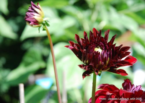 Jardin de François, Saint-Sauveur, Québec