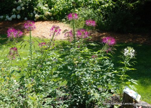 Jardin de François, Saint-Sauveur, Québec