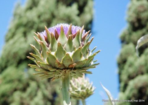 Real Jardín Botánico de Córdoba, Cordoue, Andalousie, Espagne