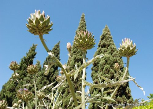 Real Jardín Botánico de Córdoba, Cordoue, Andalousie, Espagne