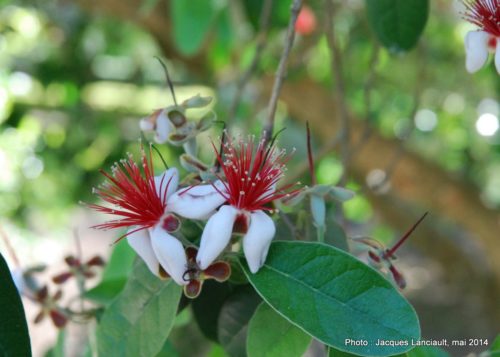 Real Jardín Botánico de Córdoba, Cordoue, Andalousie, Espagne