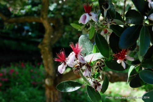 Real Jardín Botánico de Córdoba, Cordoue, Andalousie, Espagne