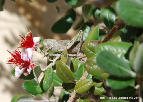 Real Jardín Botánico de Córdoba, Cordoue, Andalousie, Espagne
