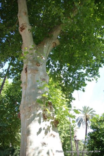 Jardines de los Patos, Cordoue, Andalousie, Espagne