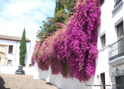 Plaza de Nuestra Senora de La Paz y Esperanza, Cordoue, Andalousie, Espagne
