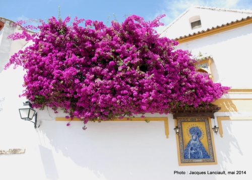Plaza de Nuestra Senora de La Paz y Esperanza, Cordoue, Andalousie, Espagne