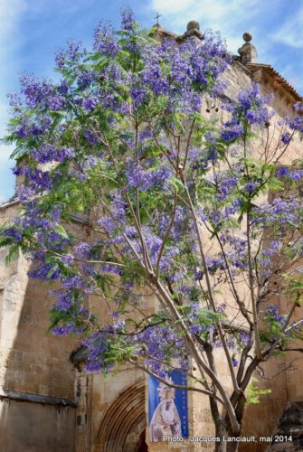 Cordoue, Andalousie, Espagne