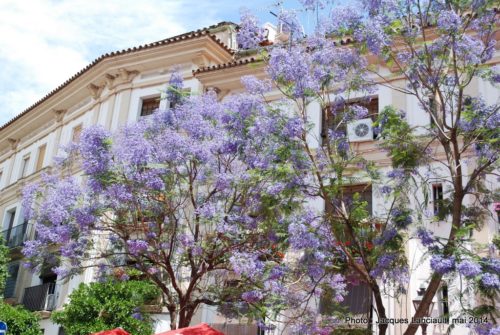 Cordoue, Andalousie, Espagne