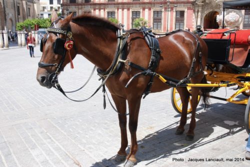 Plaza del Triunfo, Séville, Andalousie, Espagne