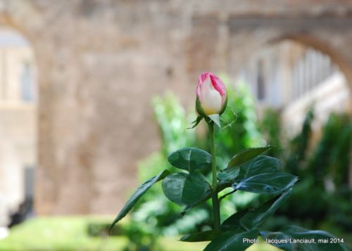 Patio del León, Real Alcázar, Séville, Andalousie, Espagne