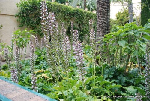 Jardín de las Damas, Real Alcázar, Séville, Andalousie, Espagne