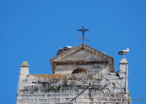 Cigognes, Jerez de la Frontera, Andalousie, Espagne