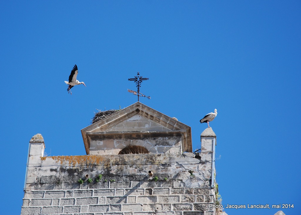 Cigognes, Jerez de la Frontera, Andalousie, Espagne