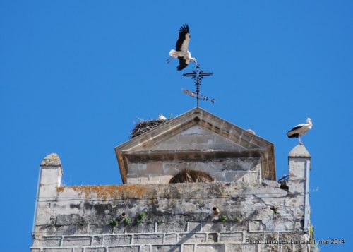 Cigognes, Jerez de la Frontera, Andalousie, Espagne