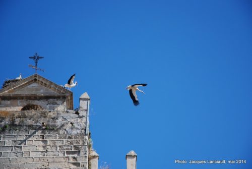 Cigognes, Jerez de la Frontera, Andalousie, Espagne
