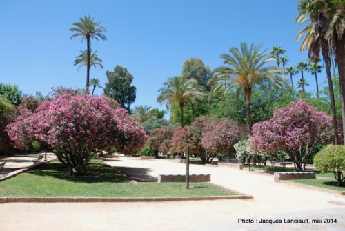 Paseo de Catalina de Ribera, Séville, Andalousie, Espagne
