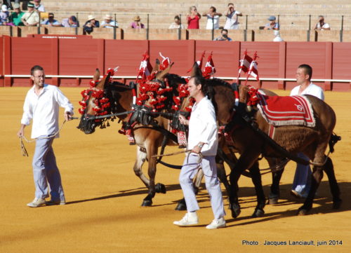 Plaza de Toros de la Real Maestranza de Caballería de Sevilla, Séville, Andalousie, Espagne