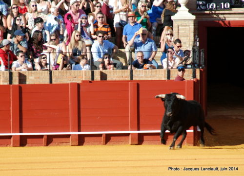 Plaza de Toros de la Real Maestranza de Caballería de Sevilla, Séville, Andalousie, Espagne