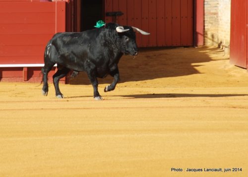 Plaza de Toros de la Real Maestranza de Caballería de Sevilla, Séville, Andalousie, Espagne