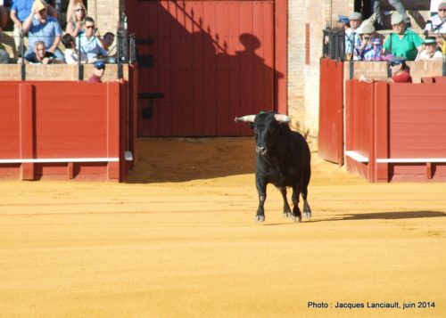 Plaza de Toros de la Real Maestranza de Caballería de Sevilla, Séville, Andalousie, Espagne
