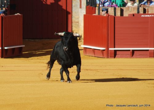 Plaza de Toros de la Real Maestranza de Caballería de Sevilla, Séville, Andalousie, Espagne