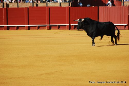 Plaza de Toros de la Real Maestranza de Caballería de Sevilla, Séville, Andalousie, Espagne