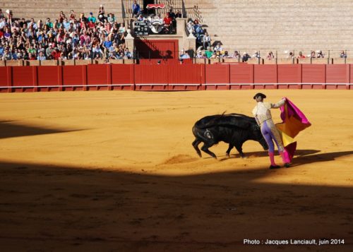 Plaza de Toros de la Real Maestranza de Caballería de Sevilla, Séville, Andalousie, Espagne