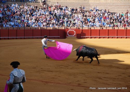 Plaza de Toros de la Real Maestranza de Caballería de Sevilla, Séville, Andalousie, Espagne