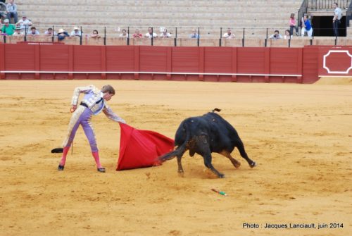 Plaza de Toros de la Real Maestranza de Caballería de Sevilla, Séville, Andalousie, Espagne