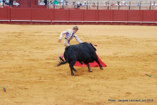 Plaza de Toros de la Real Maestranza de Caballería de Sevilla, Séville, Andalousie, Espagne